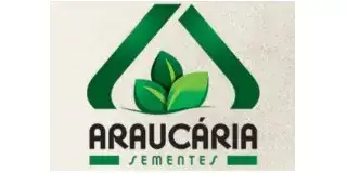 Araucária Sementes